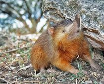 Fun Solenodon Facts For Kids