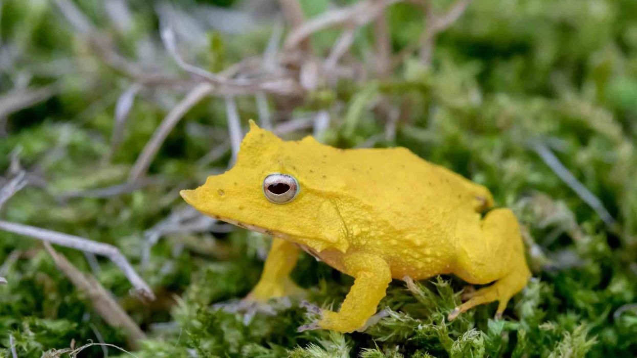Fun Solomon Island Leaf Frog Facts For Kids