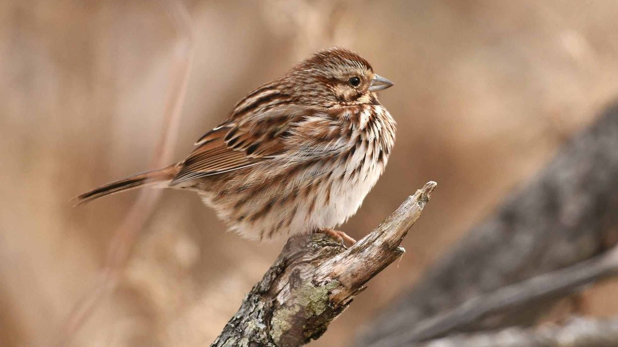 Fun Song Sparrow Facts For Kids