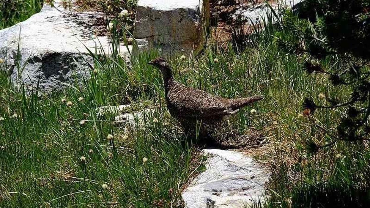 Fun Sooty Grouse facts for kids.