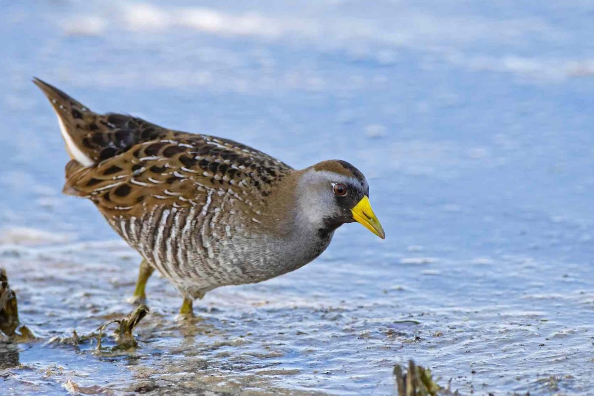 Fun Sora Facts For Kids