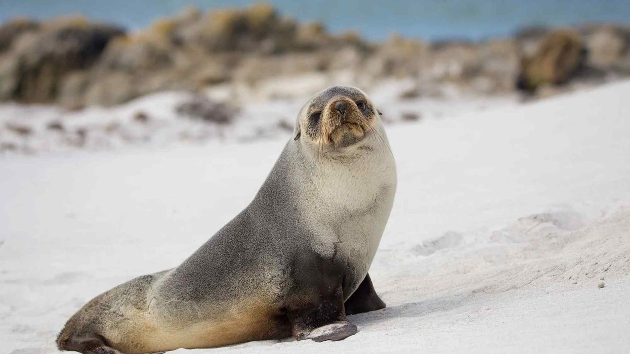 Fun South American Fur Seal Facts For Kids