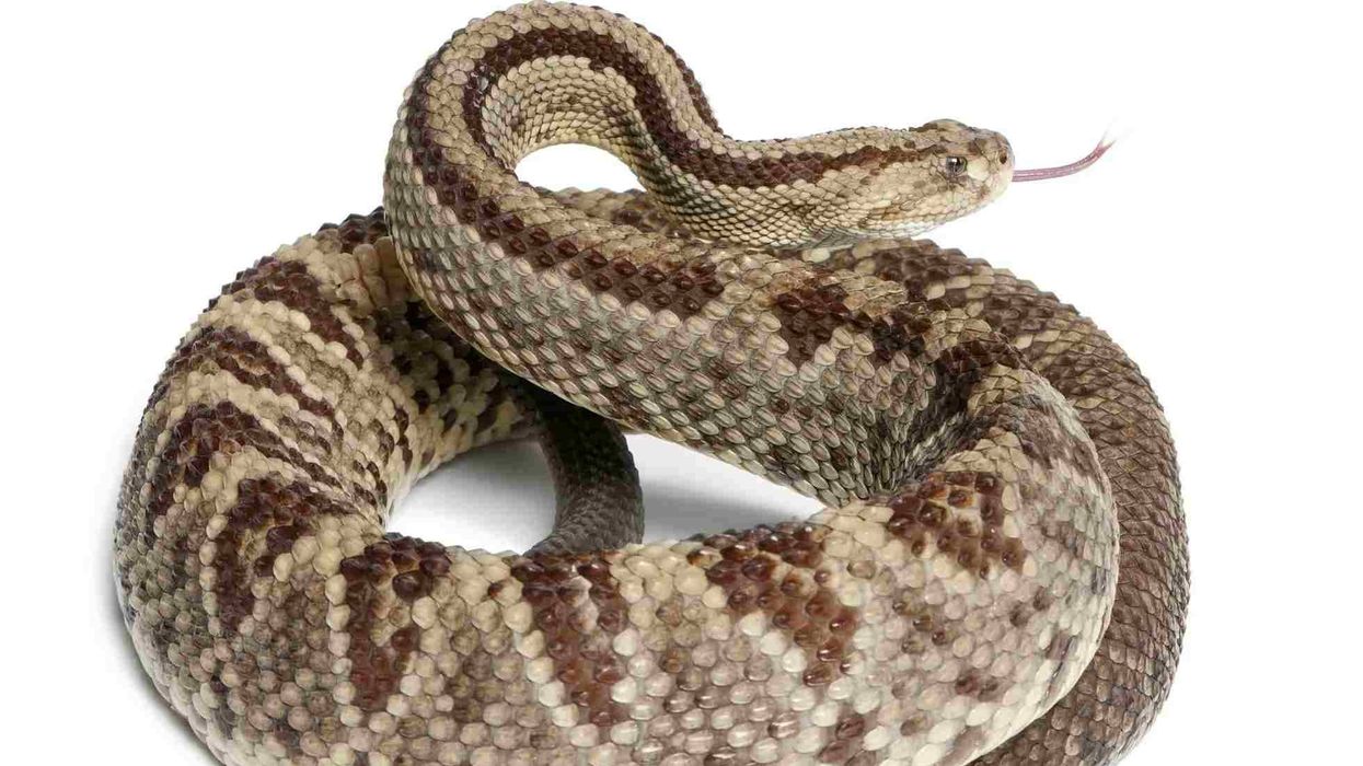 Fun South American rattlesnake facts for kids.