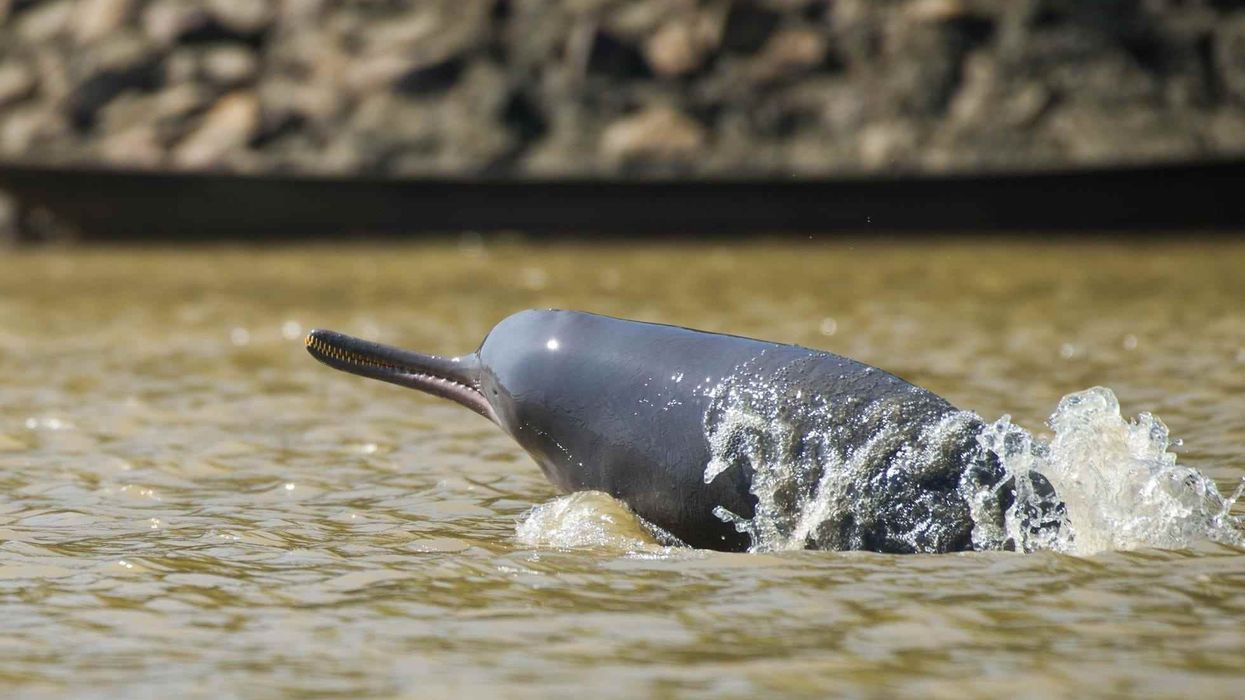 Fun South Asian River Dolphin Facts For Kids