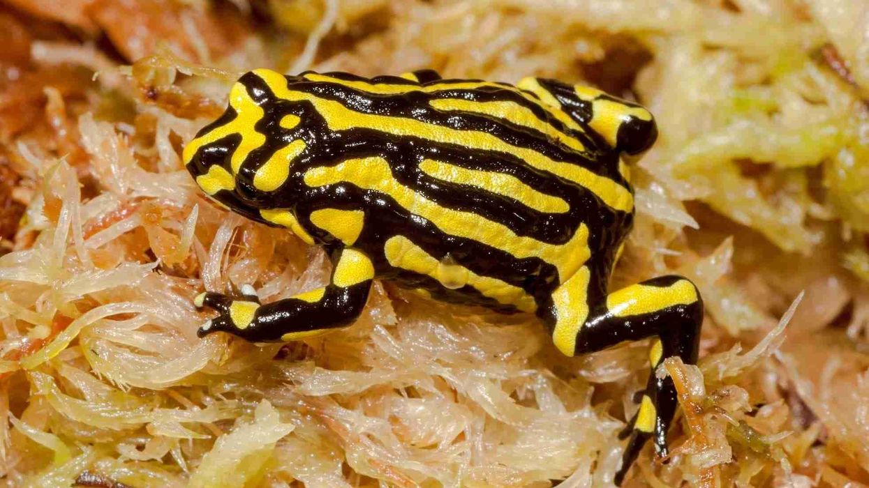 Fun Southern Corroboree Frog Facts For Kids