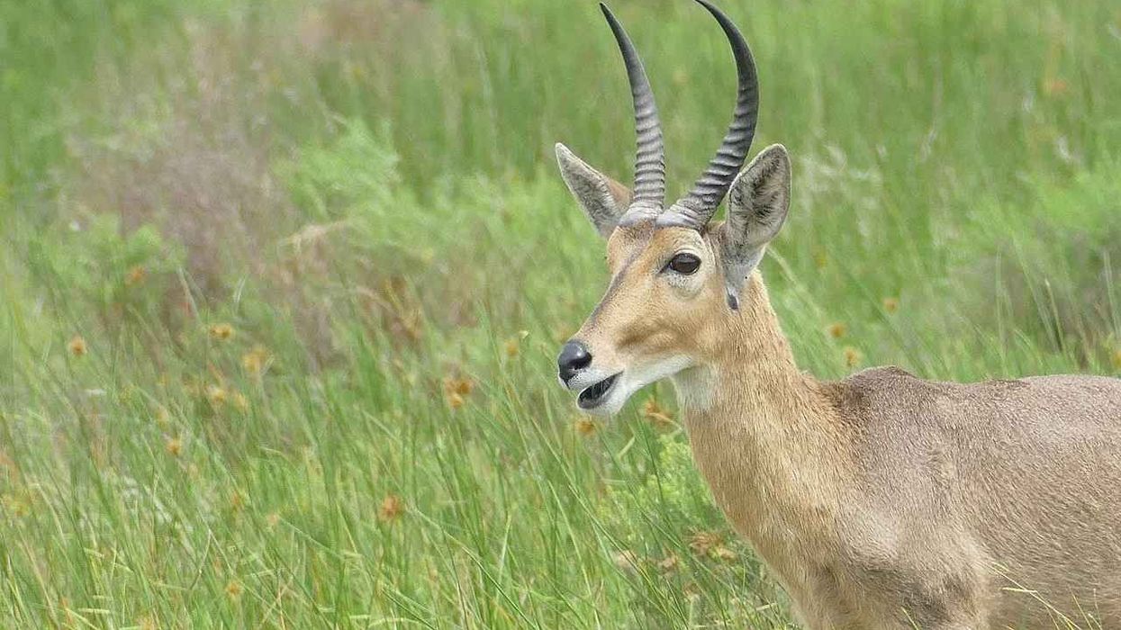 Fun Southern Reedbuck facts for kids.