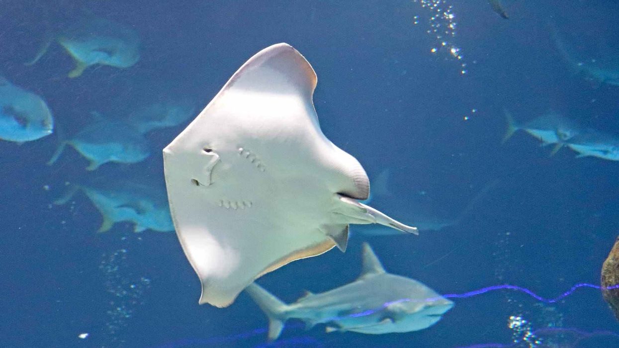 Fun Southern Stingray Facts For Kids