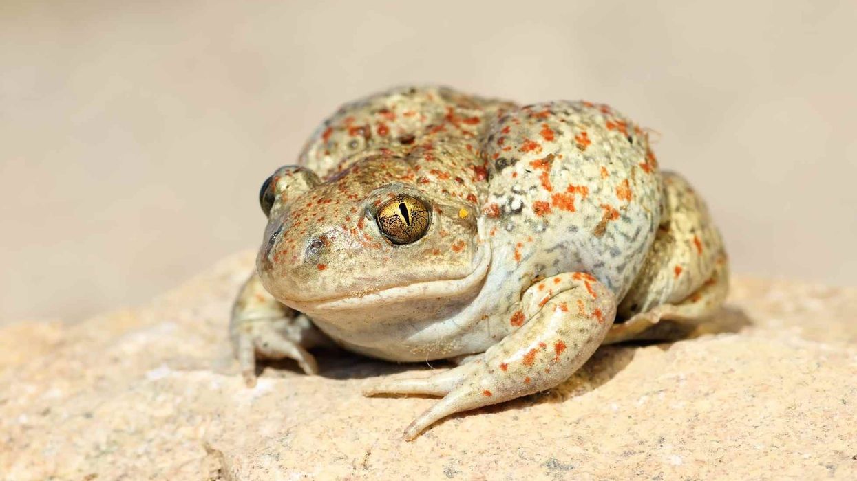 Fun Spadefoot Toad Facts For Kids