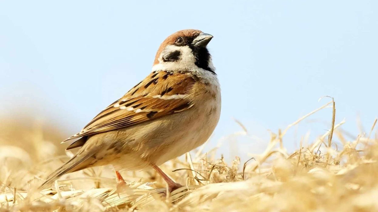 Fun Sparrow Facts For Kids