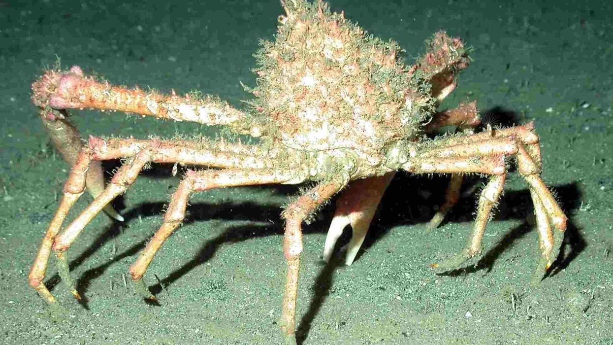 Fun Spider Crab Facts For Kids