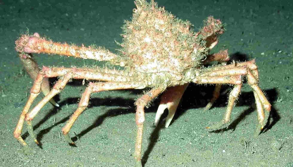 Fun Spider Crab Facts For Kids | Kidadl