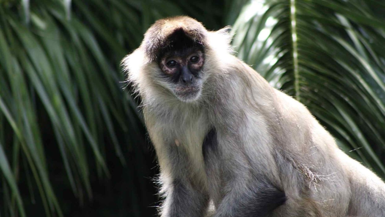 Fun Spider Monkey Facts For Kids