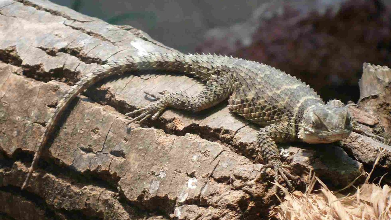 Fun Spiny Lizard Facts For Kids