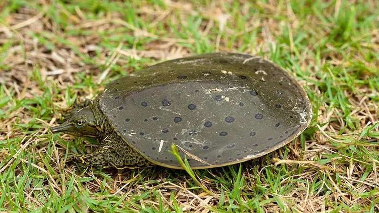Fun Spiny Softshell Turtle Facts For Kids
