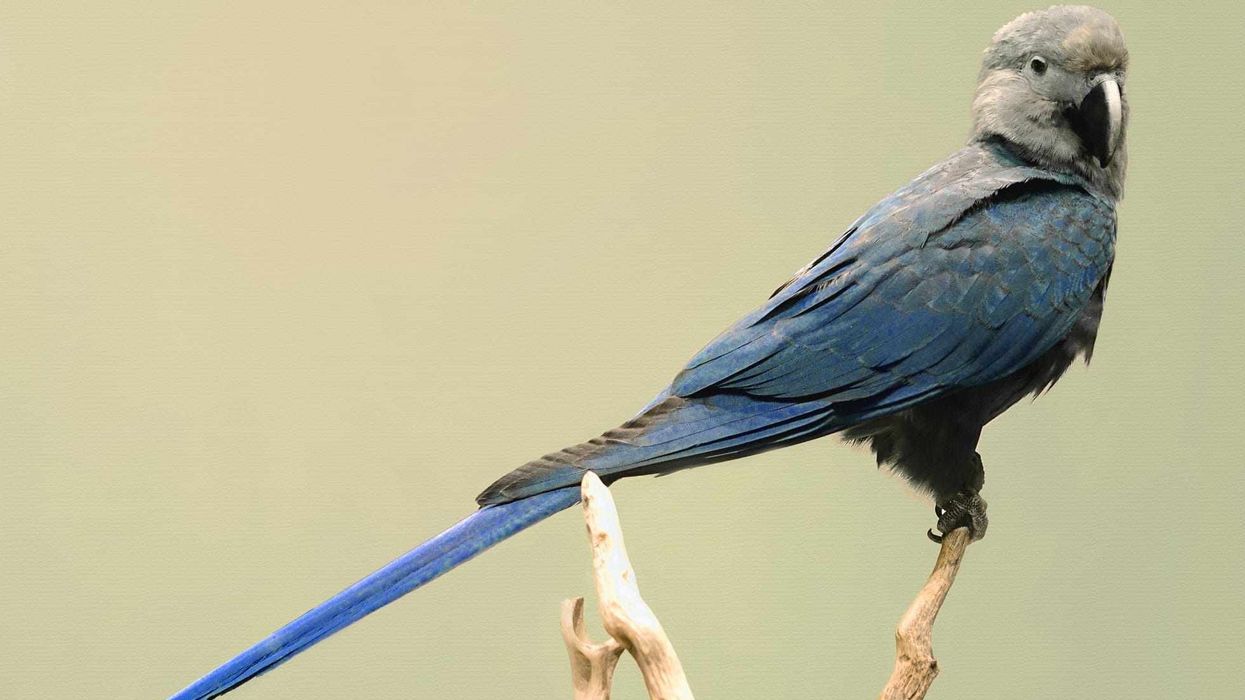 Fun Spix's Macaw Facts For Kids
