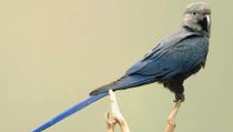 Fun Spix's Macaw Facts For Kids