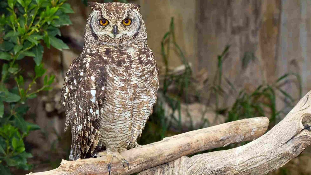 Fun Spotted Eagle-owl Facts For Kids