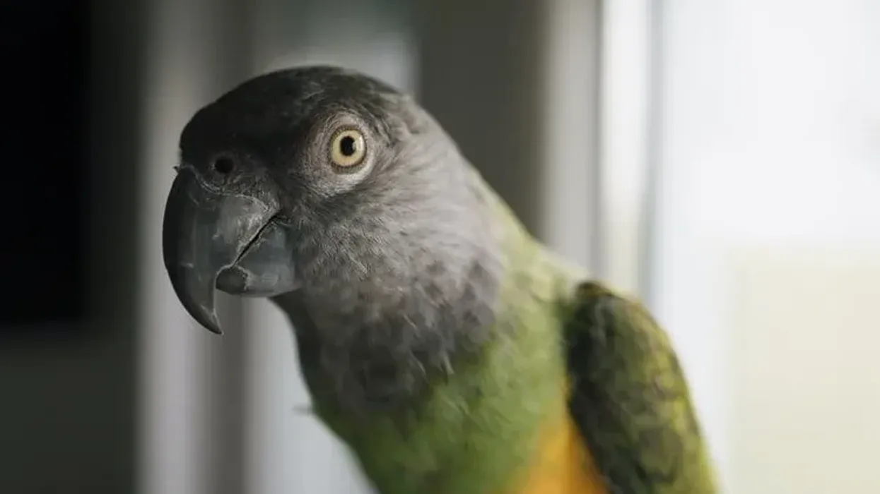 Fun to read Senegal parrot facts for kids talk about the Senegal parrot care