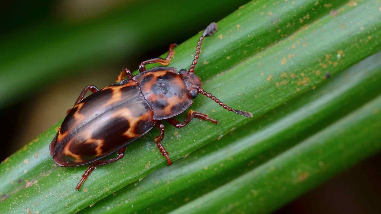 Fungus beetle facts like the name is a common term used for a large variety of beetles are interesting