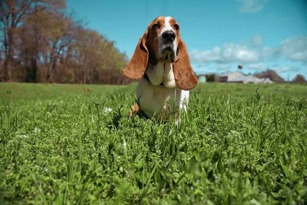 funny basset hounds names for you