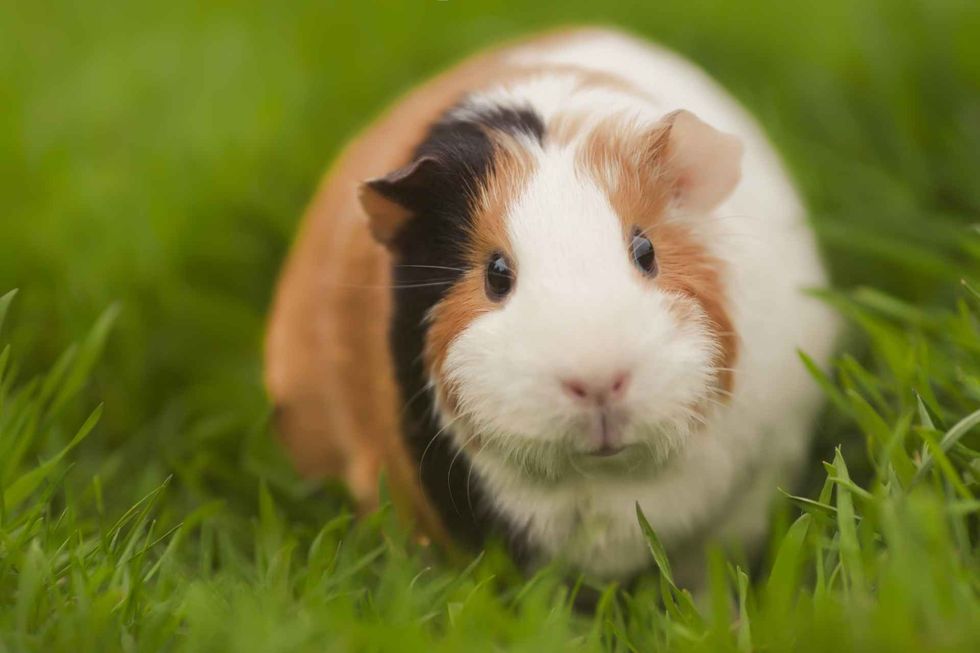 Funny guinea pig eating grass in the garden outdoors