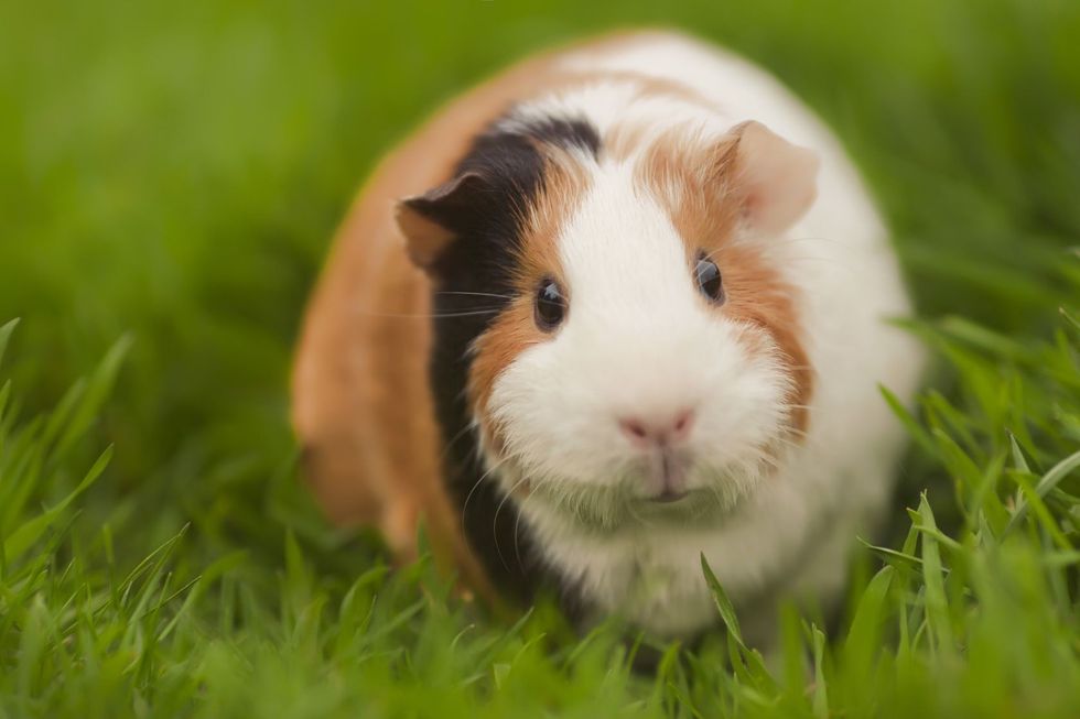 Funny guinea pig eating grass.