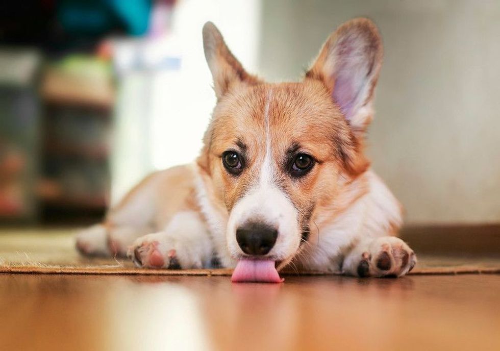 Funny portrait of cute little Corgi dog