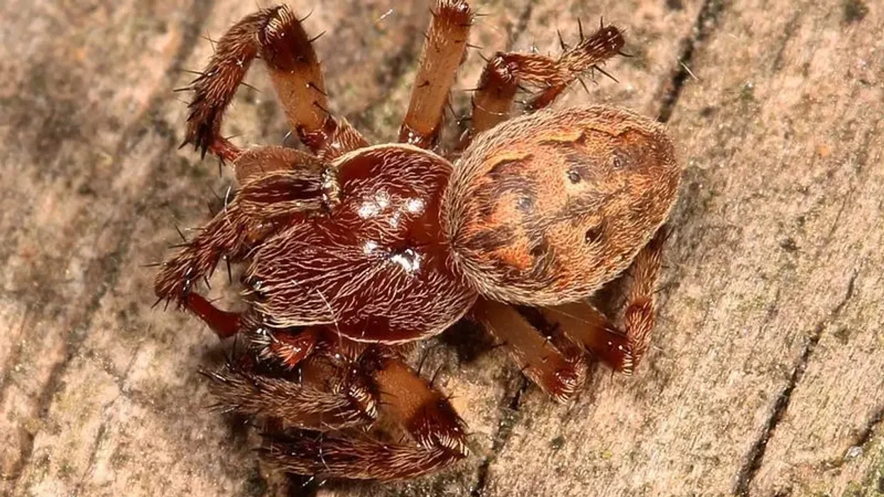 Furrow spider facts help you to learn more about this amazing arthropod.