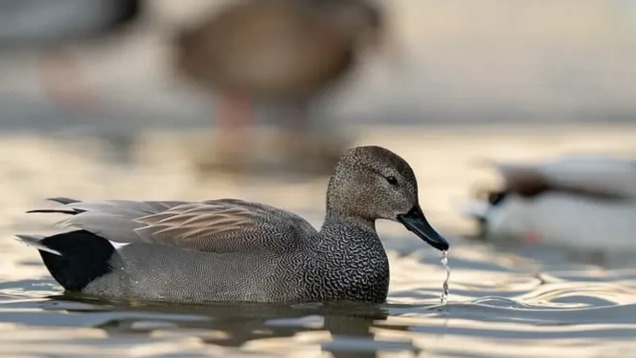 Gadwall facts illustrate their significance and population.