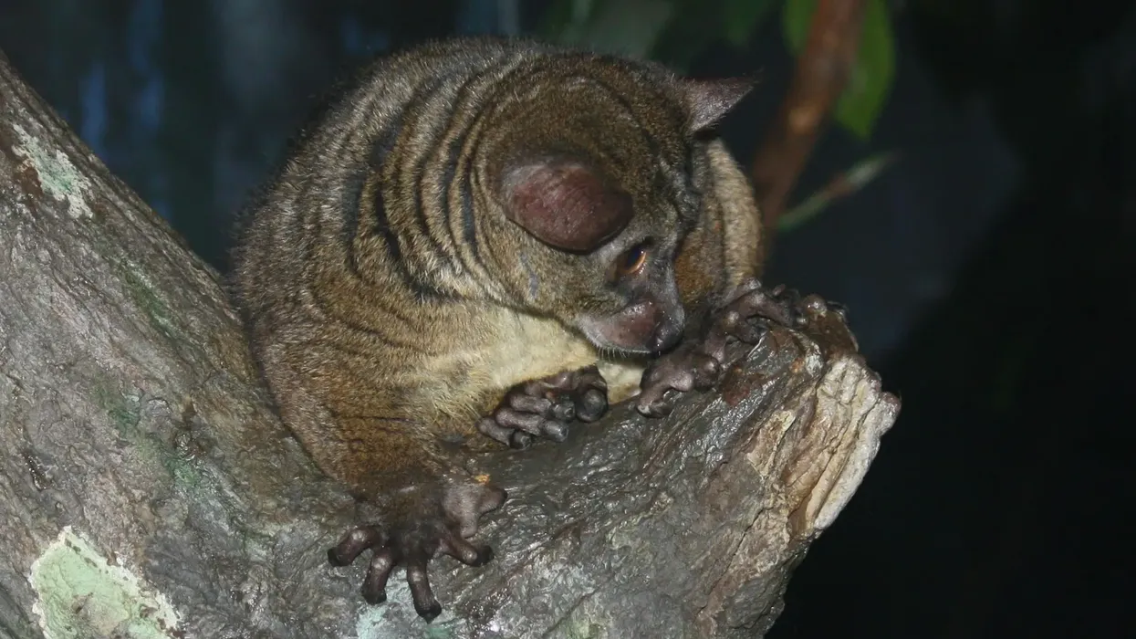 Galago monkey facts about the thick-tailed primate with sensitive ears and large eyes.
