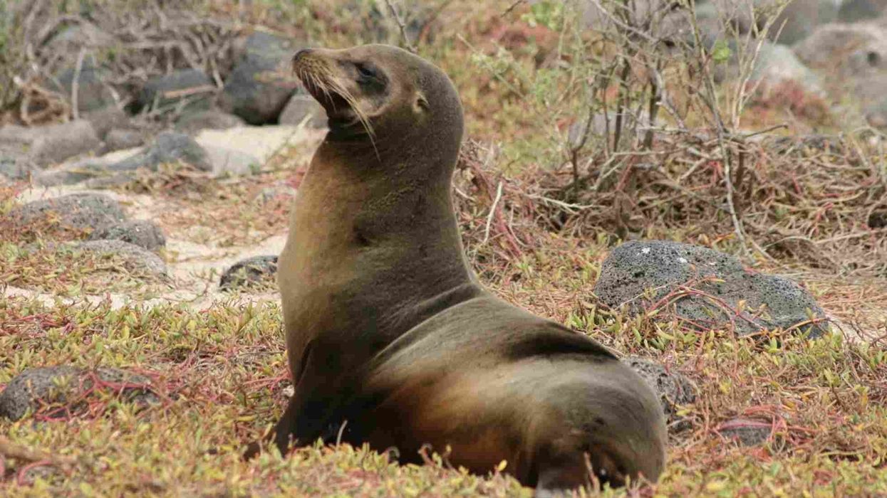 Galapagos fur seal Facts are actually really interesting to read!