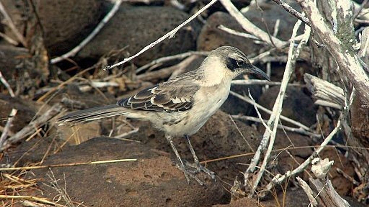 Galápagos mockingbird facts unfold the unique features of the small gray bird.