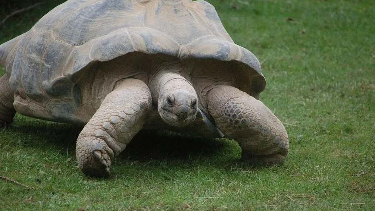 Galápagos Tortoise facts talk about their food habits.