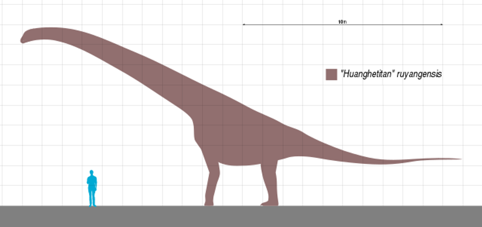 Galeamopus facts are fun to learn.