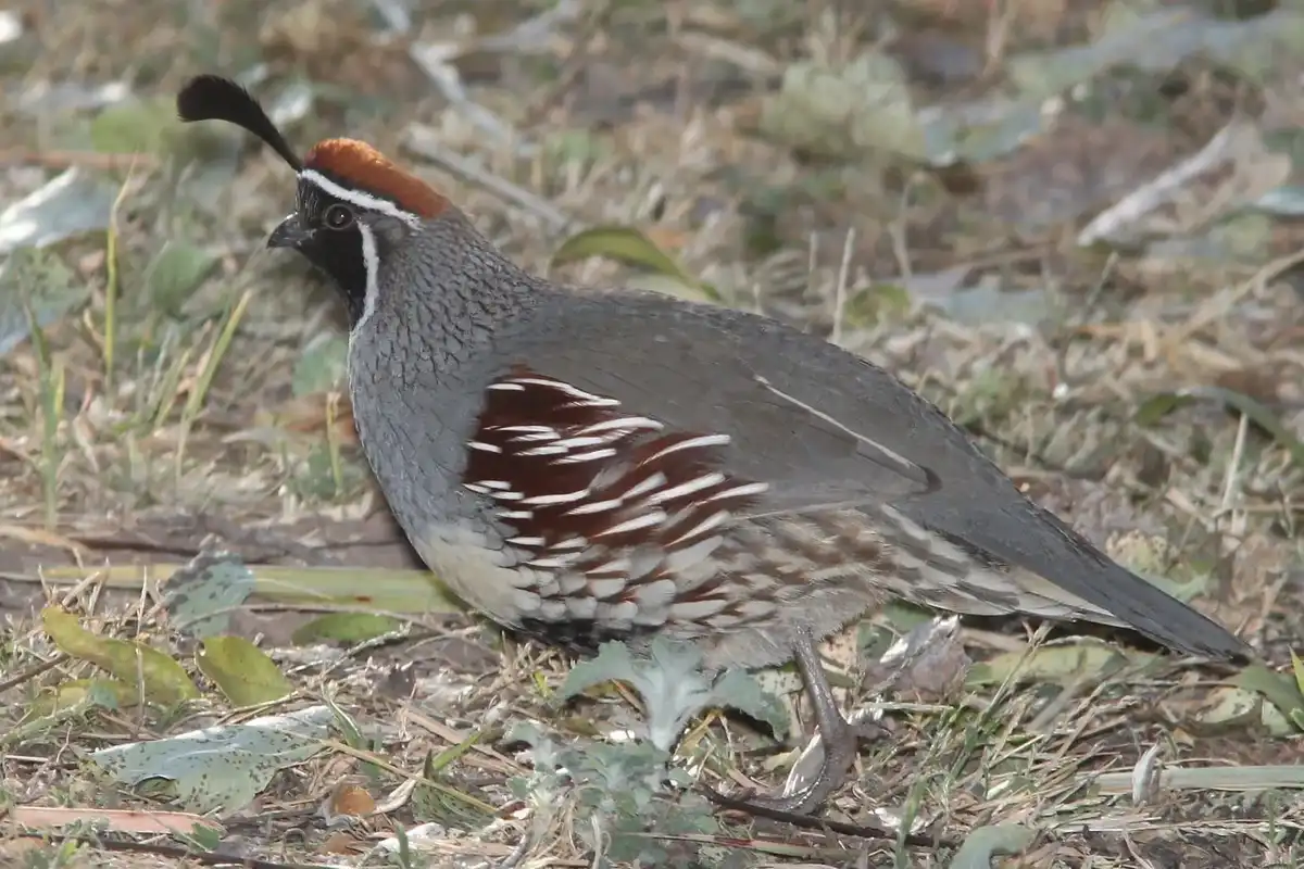 Gambel's quail facts, a medium-sized companionable, ground-dwelling bird.