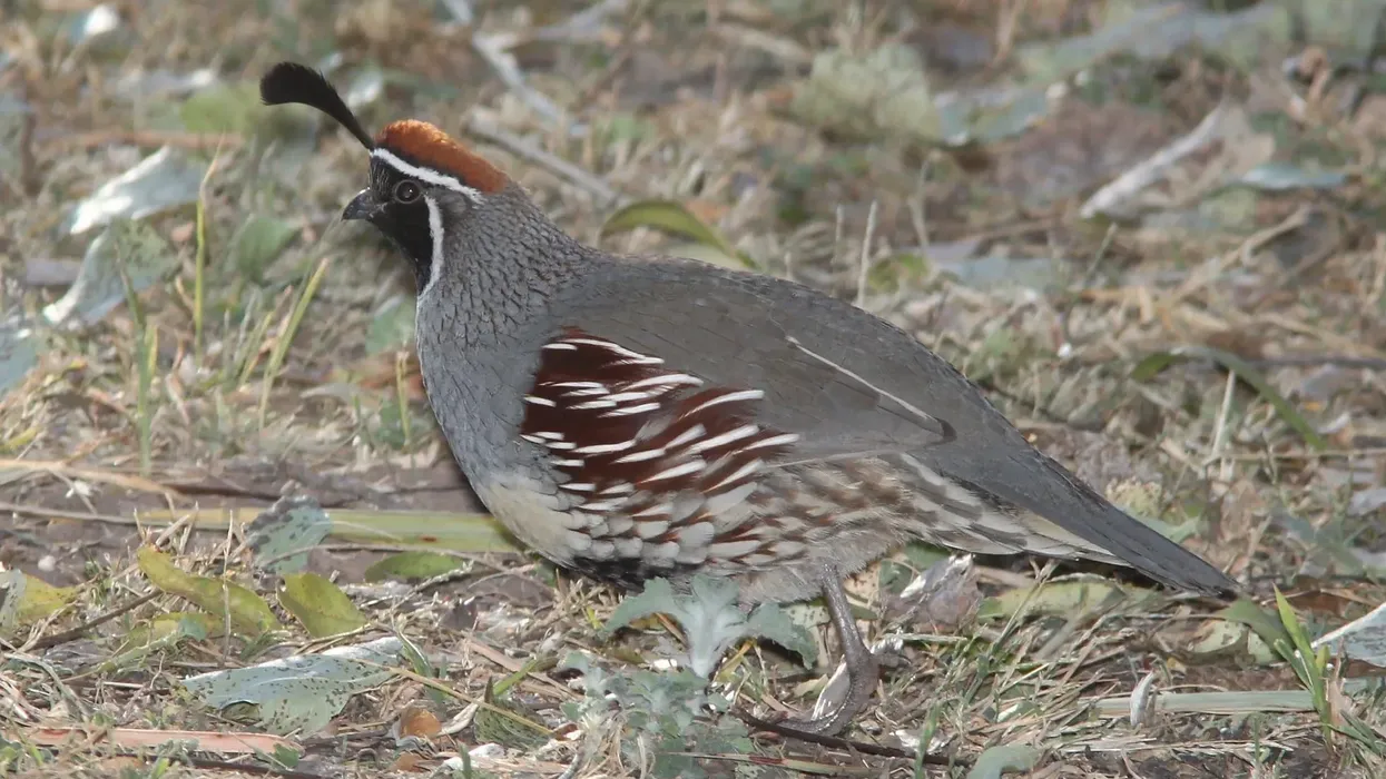 Gambel's quail facts, a medium-sized companionable, ground-dwelling bird.