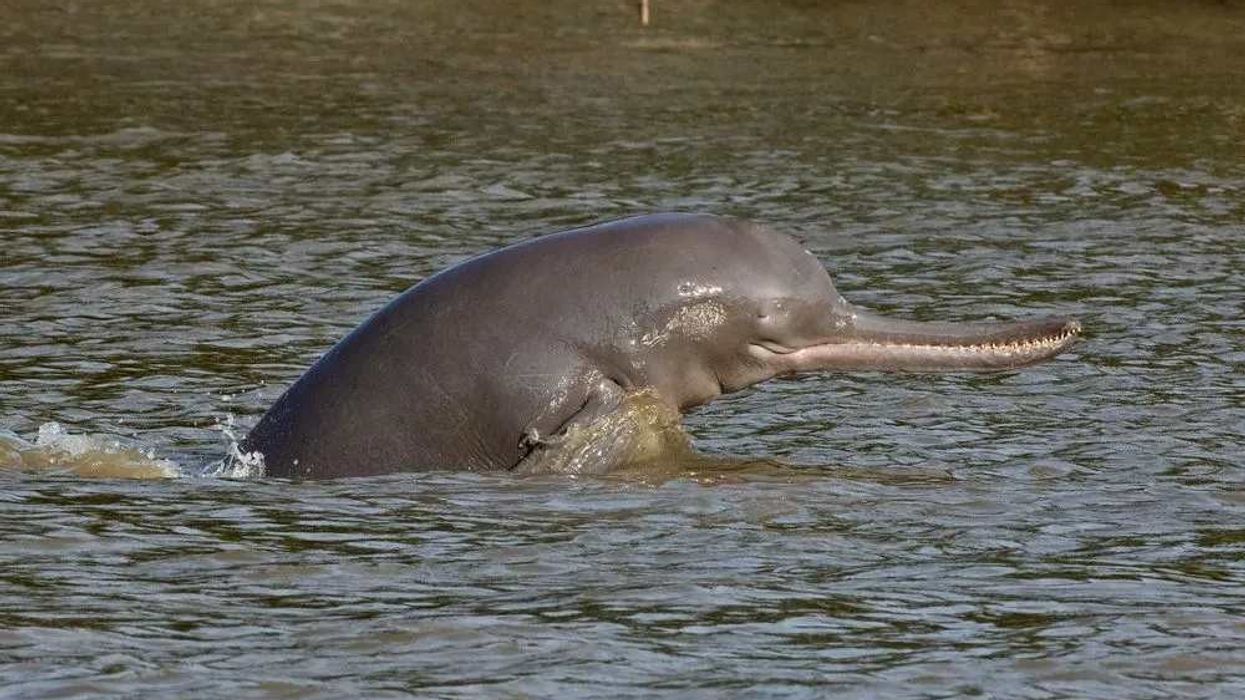 Ganges River dolphin facts for kids about the highly endangered species.