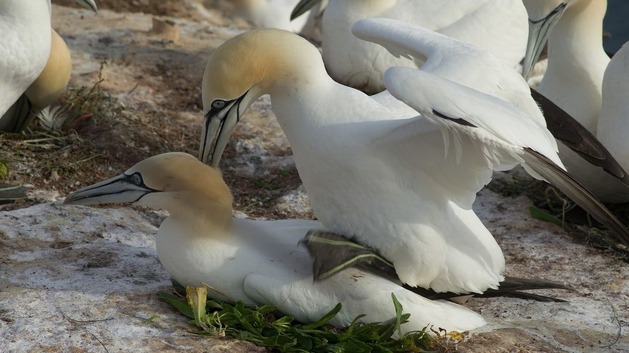 Gannet facts, like the northern gannet is also known as the Solan goose, are interesting.