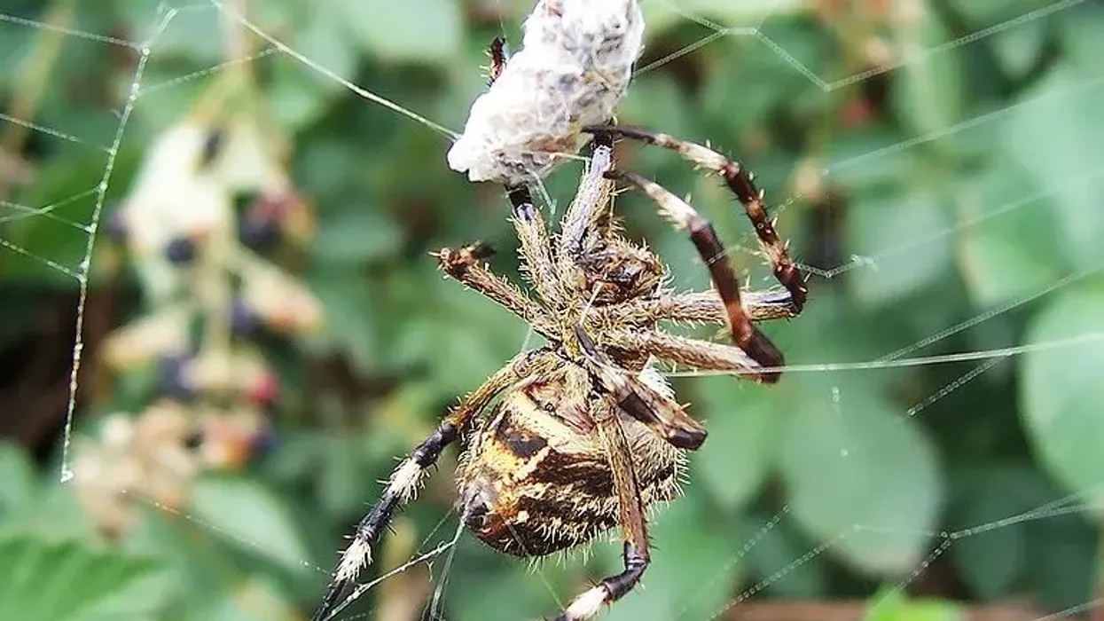 Garden orb weaver spider facts about the spider species that wraps the prey in silk.