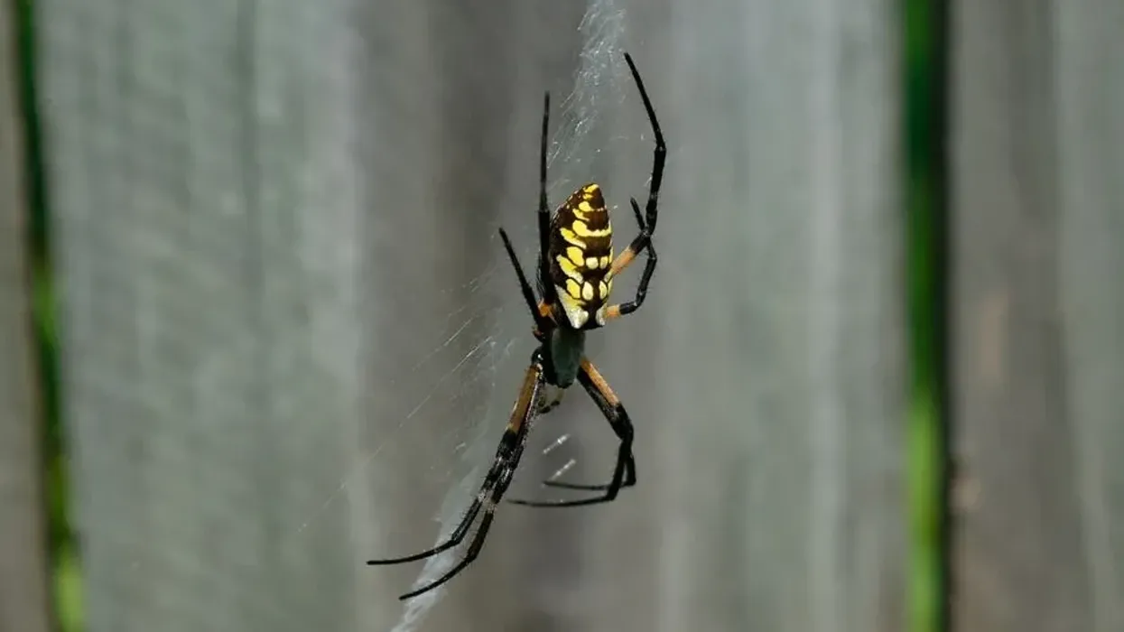Garden spider facts will interest you in the world of arachnids.