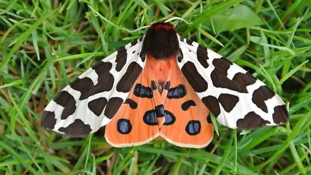 Garden tiger moth facts include interesting information!