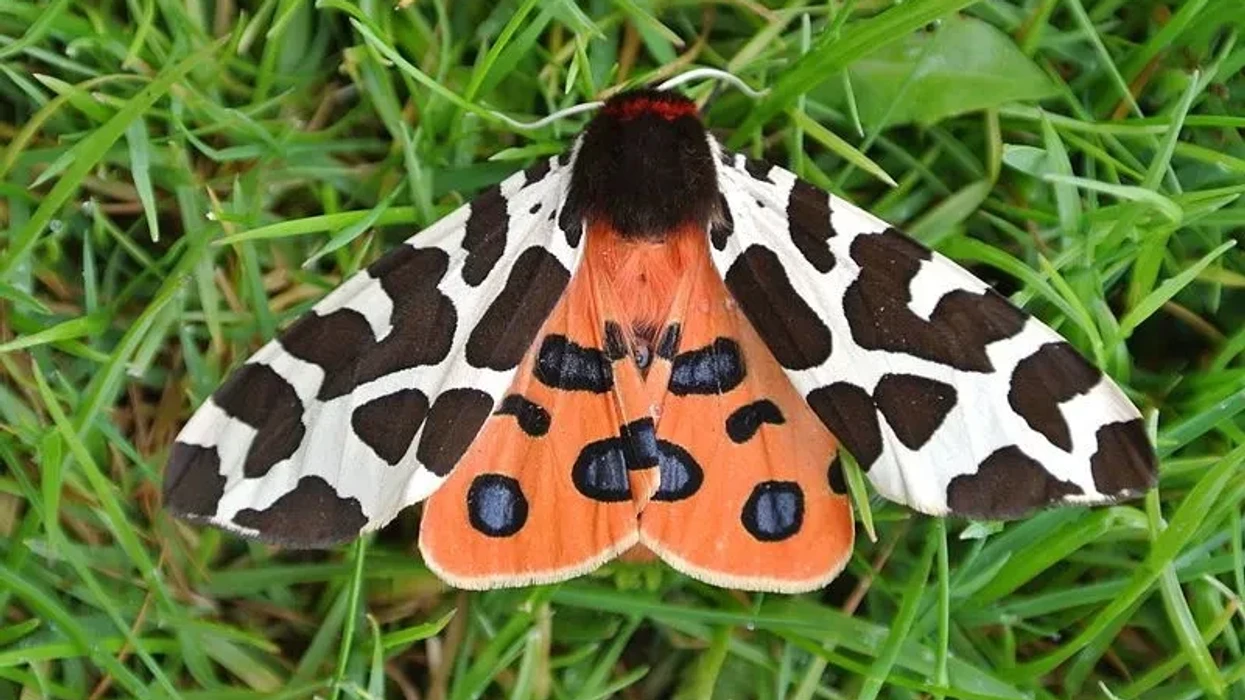 Fun Garden Tiger Moth Facts For Kids Kidadl Fun Garden Tiger Moth Facts For Kids Kidadl