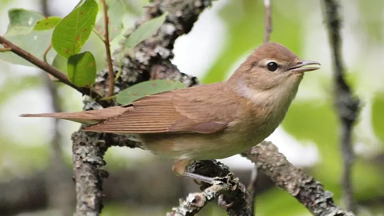 Garden warbler facts make us learn more about these common European migratory birds.