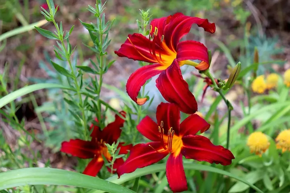 Gardeners will find these facts about the Daylily plant to be interesting.