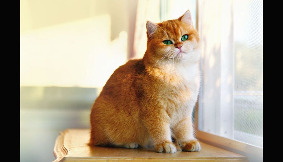 Garfield cat at home.
