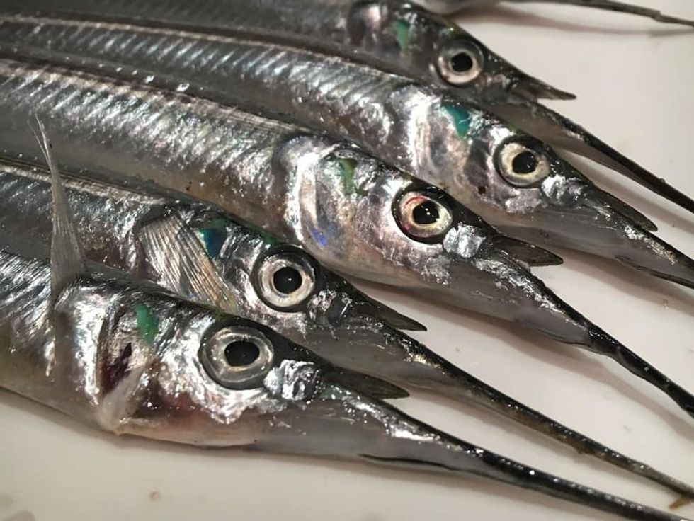 Fun Garfish Facts For Kids Kidadl