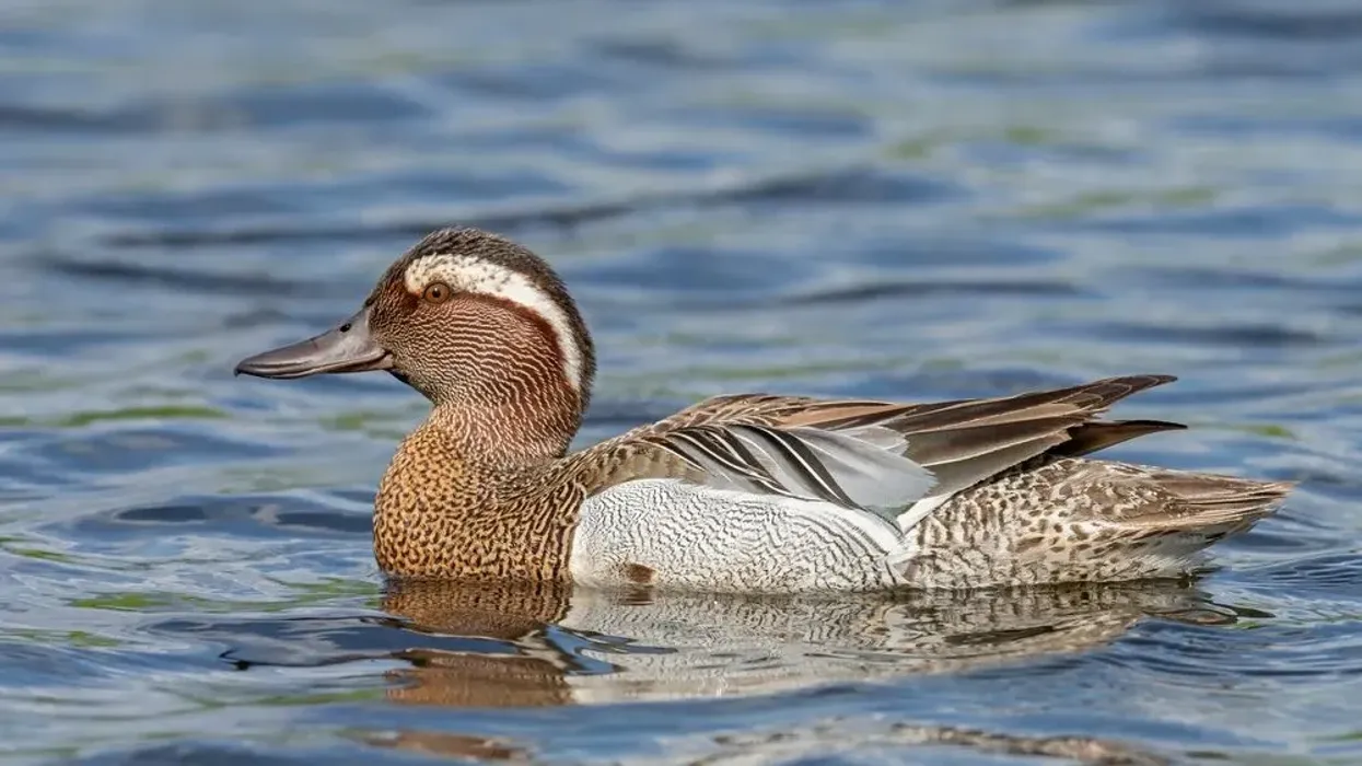 Garganey facts are enjoyed by kids.