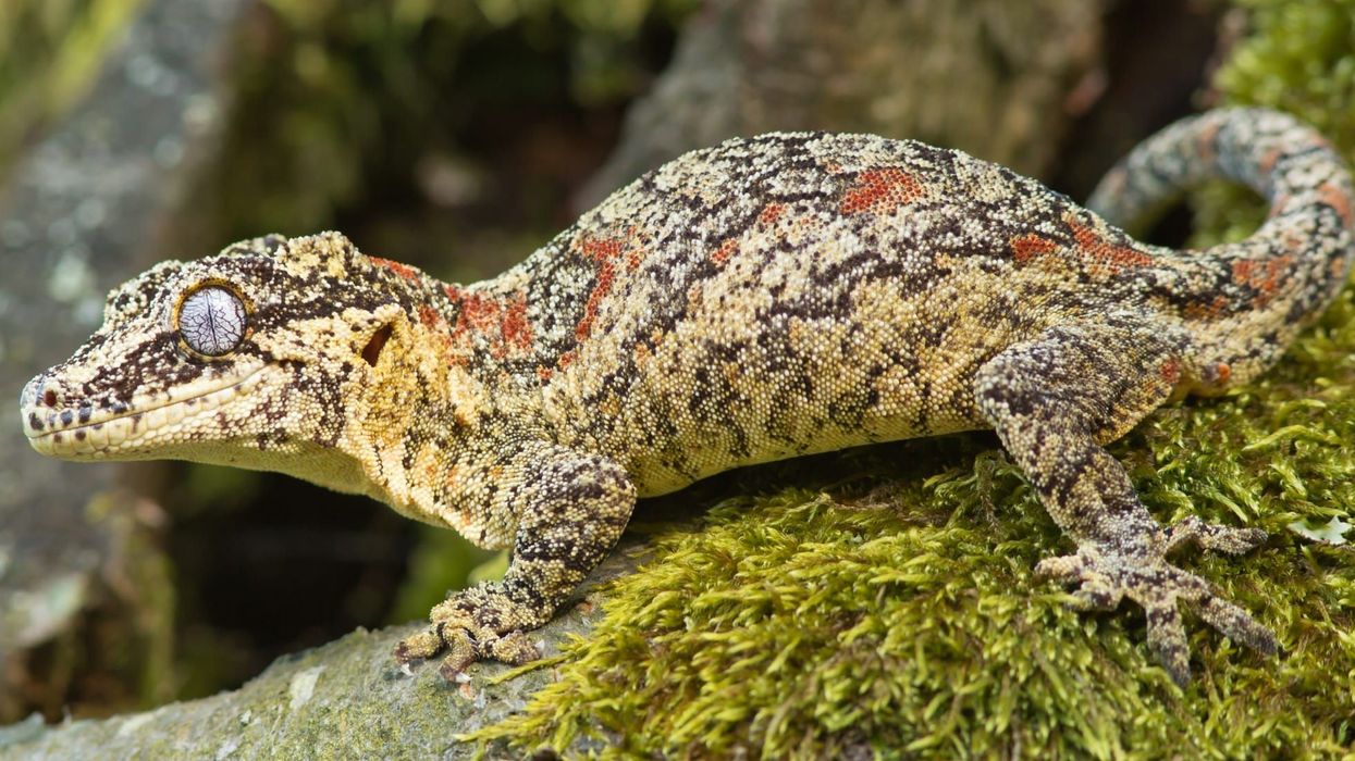 Gargoyle gecko facts are very interesting for reptile lovers.