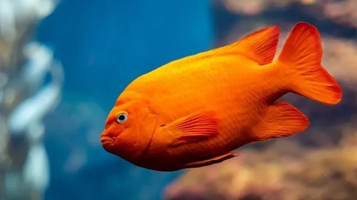 Garibaldi damselfish facts about the marine fish species with the common name Garibaldi.