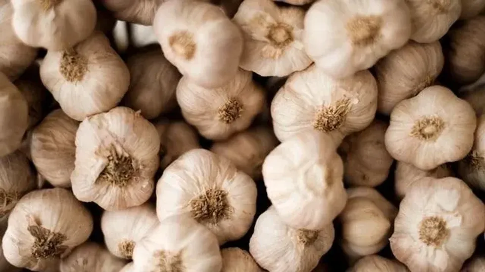 Garlic Facts are really interesting.